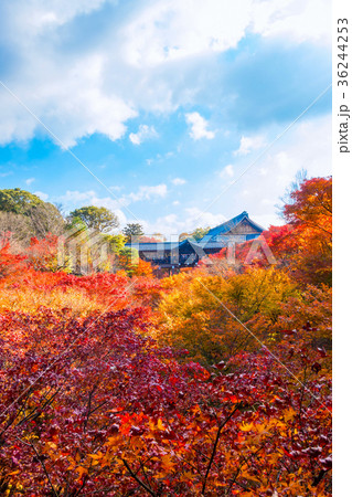 東福寺 通天橋の紅葉 36244253