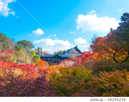 東福寺 通天橋の紅葉 36244256