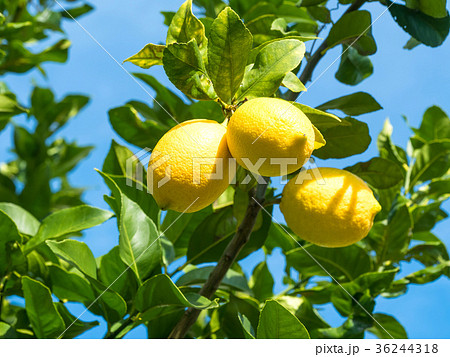 有機レモン 36244318