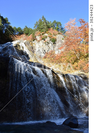 白山白川郷ホワイトロード　紅葉の姥ヶ滝 36244423