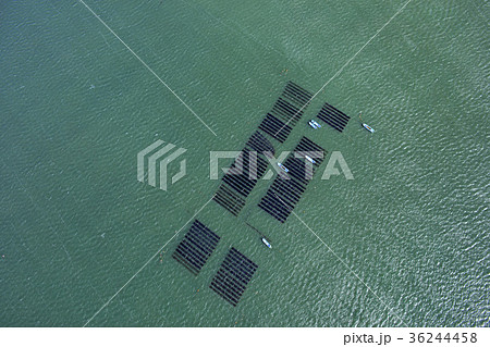 富津岬/海苔養殖 富津岬/海苔養殖 36244458