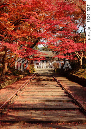 京都 毘沙門堂の紅葉 京都 毘沙門堂の紅葉 36244527