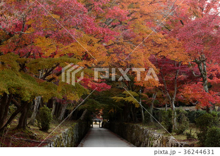 京都府宇治市 琴坂(興聖寺)の紅葉 京都府宇治市 琴坂(興聖寺)の紅葉 36244631