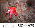 紅葉 36244975