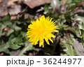 たんぽぽ 36244977