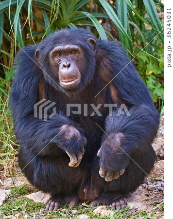 Squatting Chimpanzee Squatting Chimpanzee 36245031