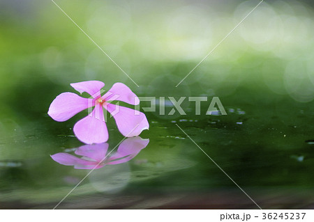 flower and spa for background flower and spa for background 36245237