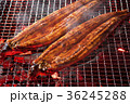 鰻の蒲焼 36245288