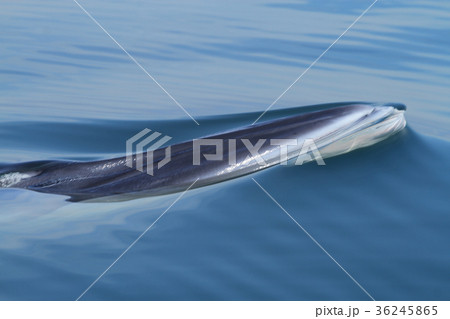 Head of the whale,Bryde's whale, Eden's whale 36245865