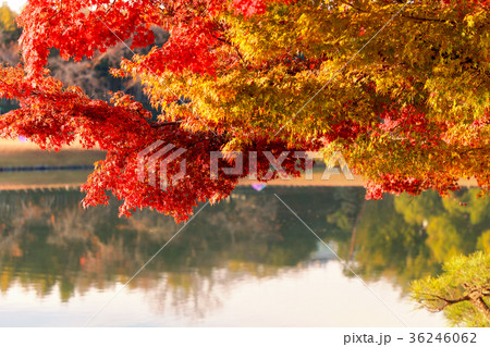 後楽園 後楽園 36246062