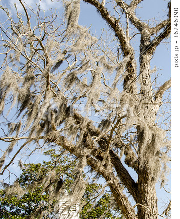 サウスキャロライナ州チャールストン ブーンホールプランテーション サウスキャロライナ州チャールストン ブーンホールプランテーション 36246090