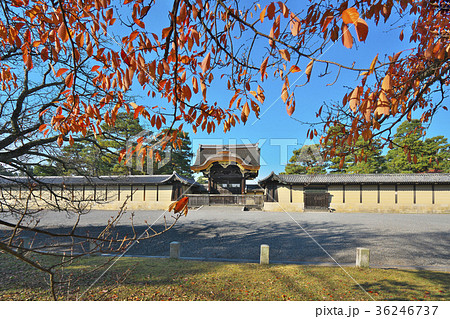 秋盛りの京都御苑 36246737