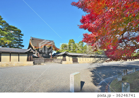 秋盛りの京都御苑 36246741