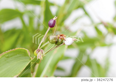 数珠玉 数珠玉 36247276