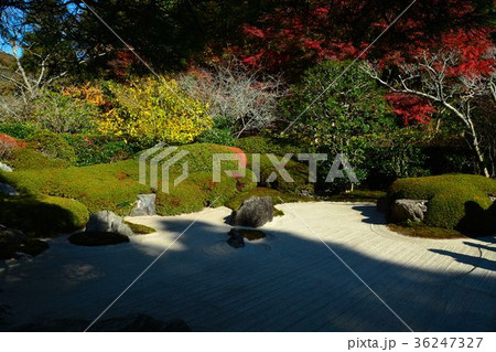 秋の明月院、庭園風景 秋の明月院、庭園風景 36247327