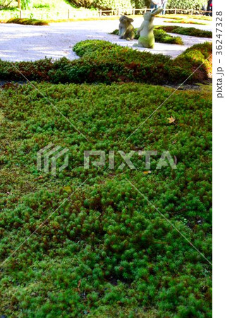秋の明月院、庭園風景 秋の明月院、庭園風景 36247328