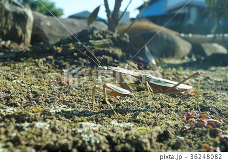 地面歩き横からカマキリ 36248082