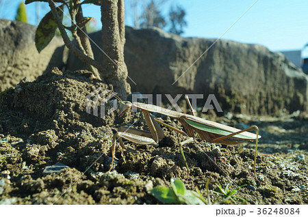 木の根元にカマキリ 36248084