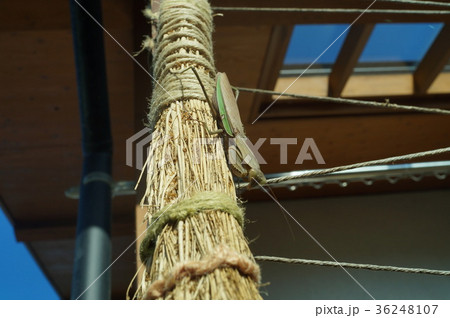 下からカマキリ 36248107