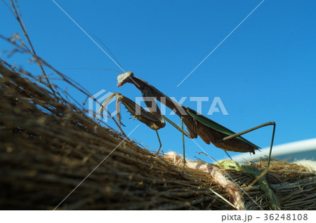 斜め下からカマキリ 36248108