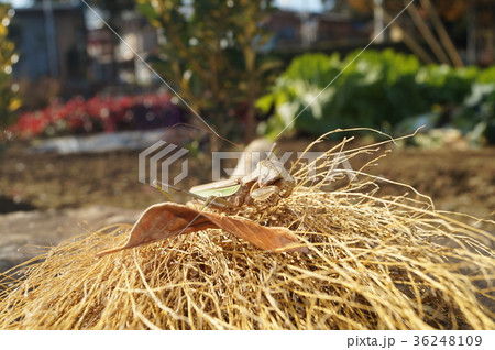 ギョロっと、カマキリ 36248109
