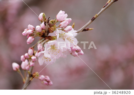 桜 36248920