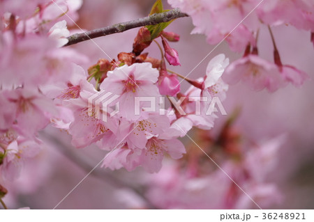 桜 36248921