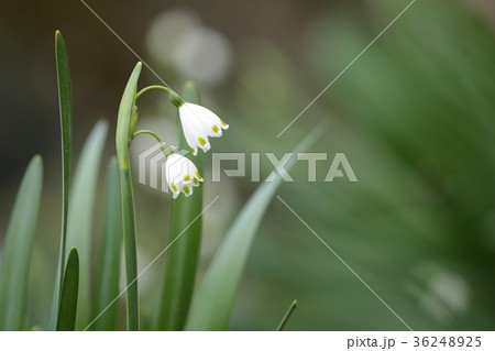 スノーフレーク 36248925