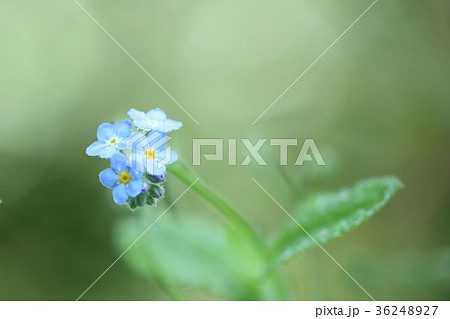 忘れな草 36248927