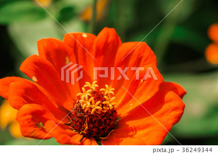 菊 キク 菊の花 36249344