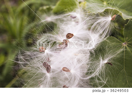 Calotropis gigantea 36249503