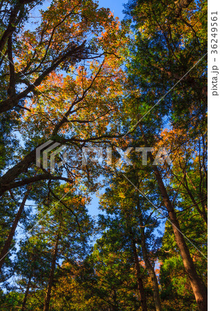 紅葉の大多喜町 紅葉の大多喜町 36249561
