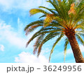 ヤシの木 36249956