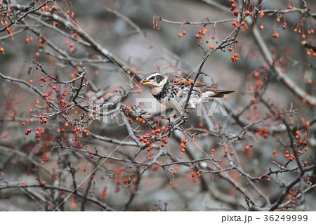 ツグミ 36249999