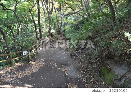 鎌倉の化粧坂 鎌倉の化粧坂 36250102