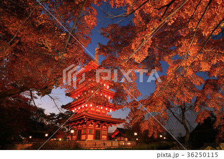 日野市高幡不動尊　五重塔と紅葉 36250115