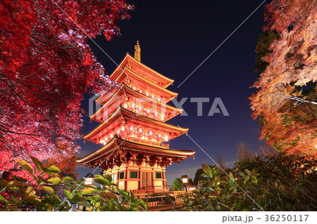 日野市高幡不動尊 五重塔と紅葉 日野市高幡不動尊 五重塔と紅葉 36250117