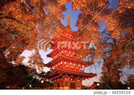 日野市高幡不動尊　五重塔と紅葉 36250130