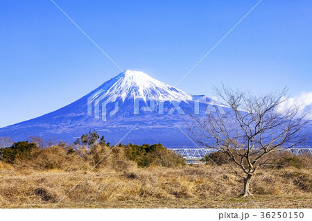 富士山と冬枯れの木 静岡県富士市富士川河川敷にての写真素材