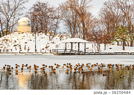 凍り始めた常磐公園の池 凍り始めた常磐公園の池 36250484
