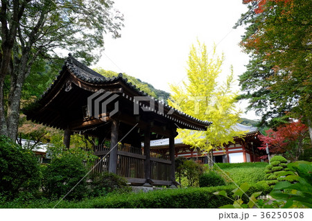 久安寺のイチョウ 36250508