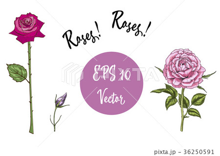 Vector set of roses. Isolated vector illustration  36250591