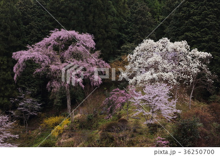 しだれ桜と木蓮 奈良県下市町 大乗寺 しだれ桜と木蓮 奈良県下市町 大乗寺 36250700