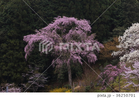 しだれ桜 奈良県下市町 大乗寺 しだれ桜 奈良県下市町 大乗寺 36250701