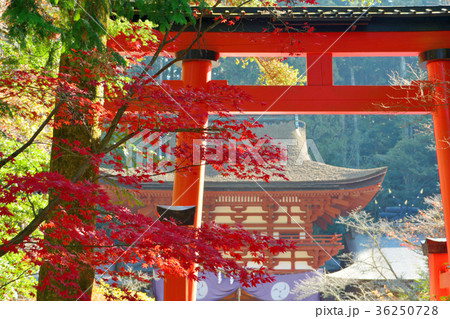 丹生都比売神社の鳥居と楼門 36250728