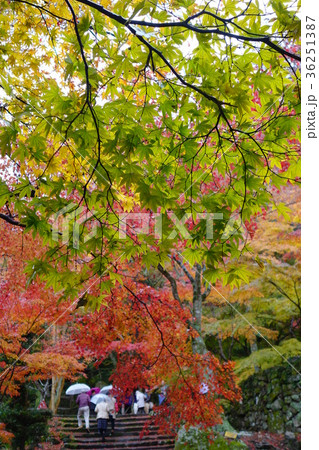 牛滝山の紅葉 36251387