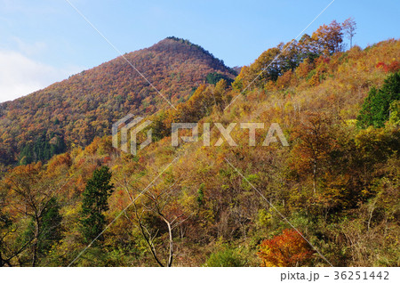黄葉　三つ子山　秋　青空 36251442