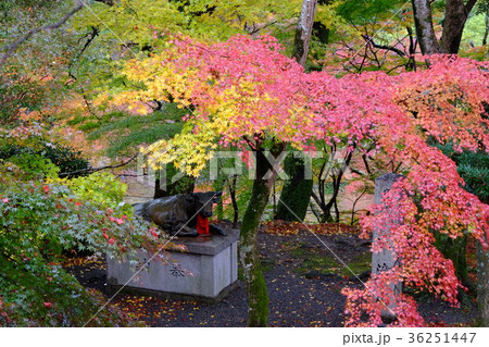 牛滝山の紅葉 牛滝山の紅葉 36251447