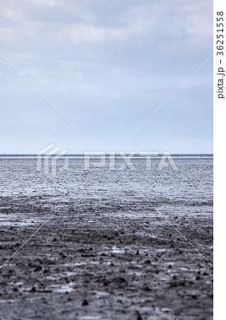 東与賀海岸の干潟 東与賀海岸の干潟 36251558