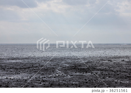 東与賀海岸の干潟 36251561